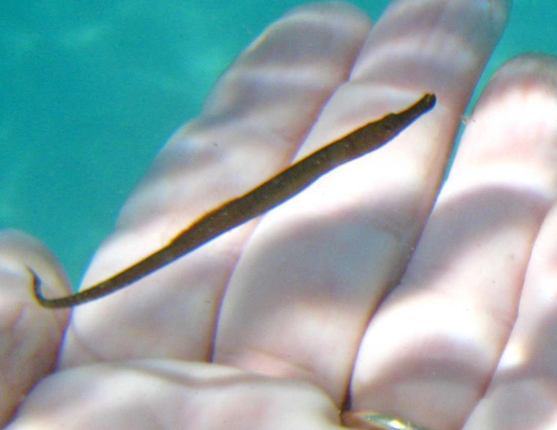 Pesce ago